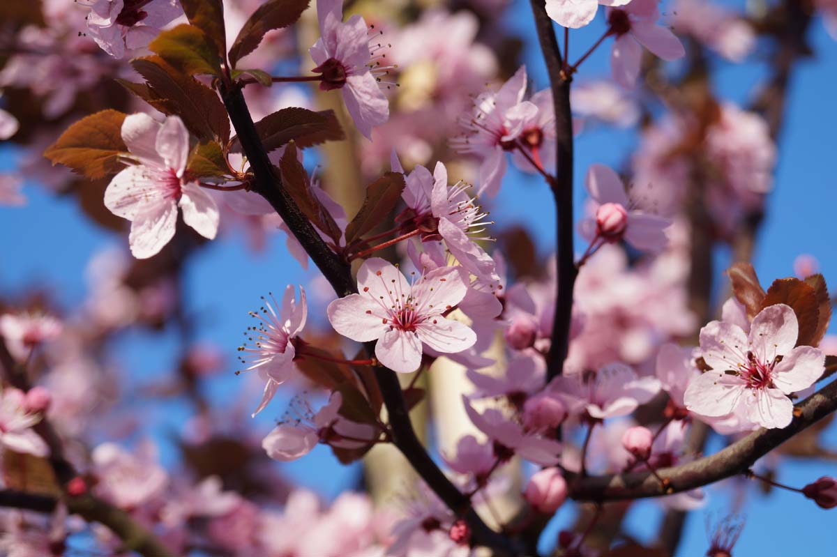 Prunus cerasifera 'Nigra' meerstammig / struik bloesem