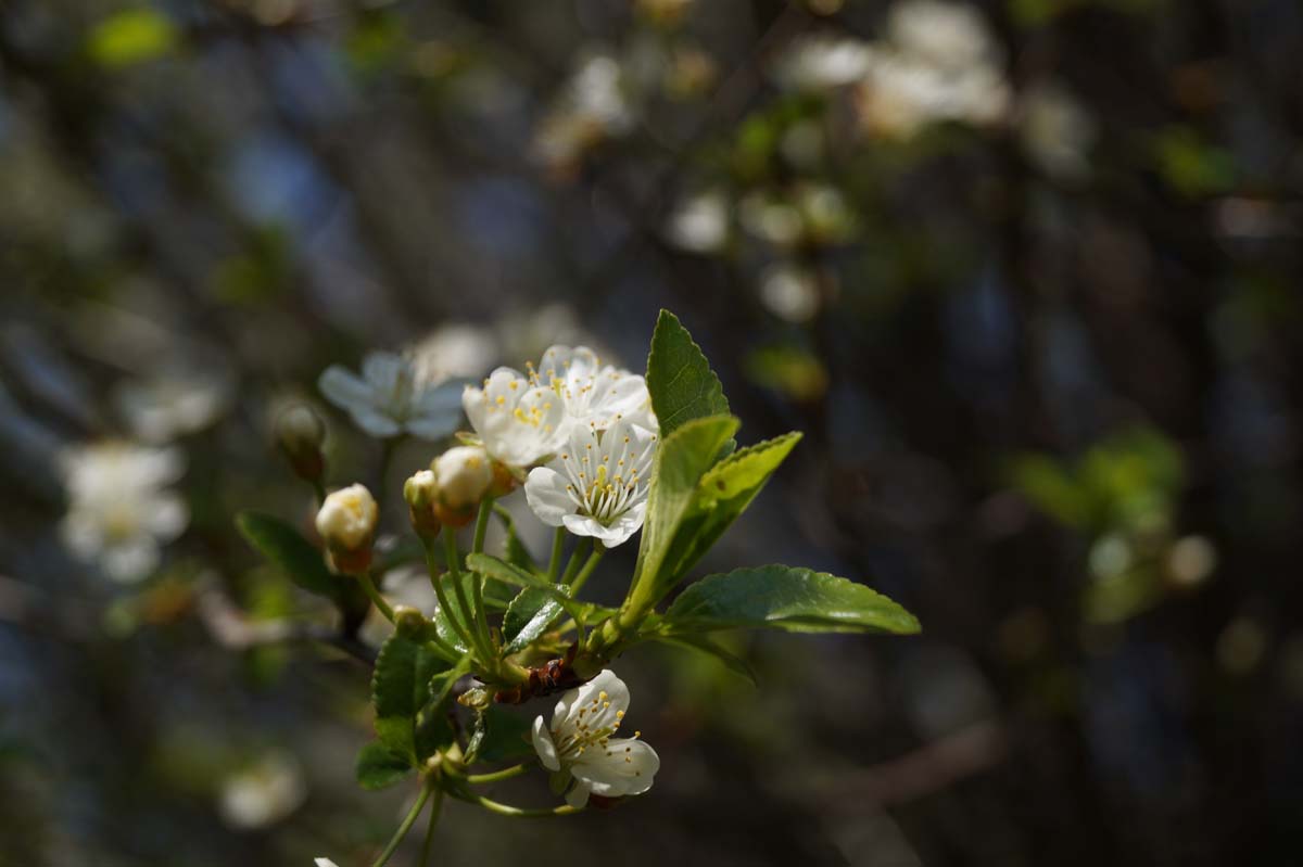 Prunus eminens 'Umbraculifera' op stam