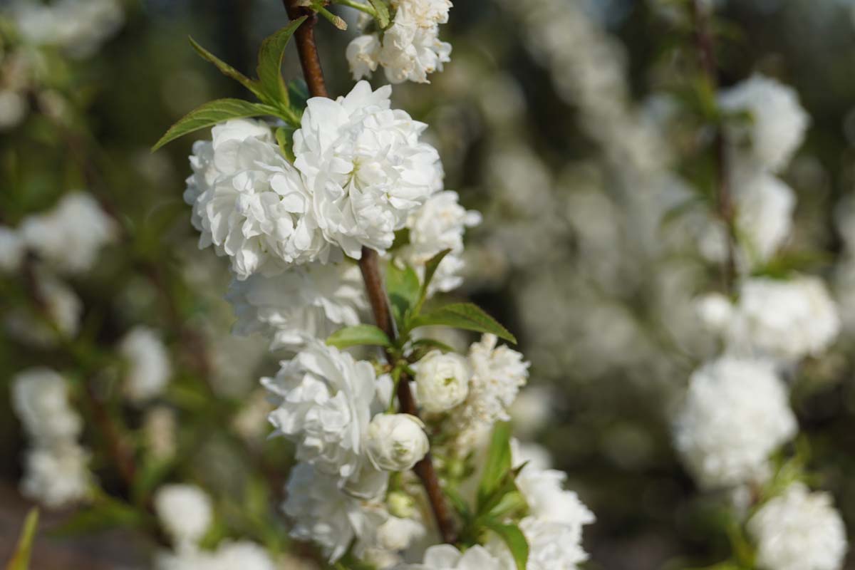 Prunus glandulosa 'Alba Plena' Tuinplanten bloem