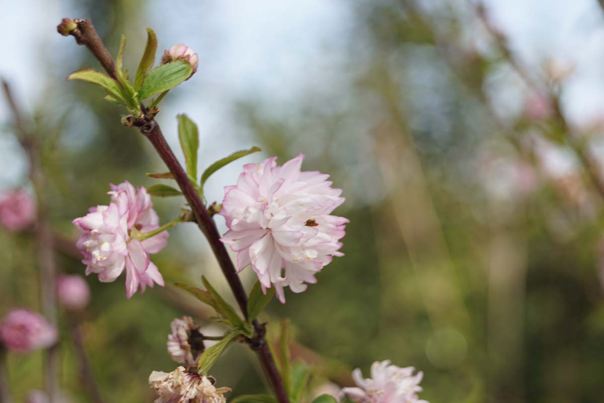 Prunus glandulosa 'Rosea Plena' meerstammig / struik