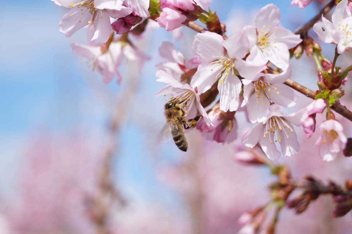 Prunus incisa 'Cunera' op stam biodiversiteit