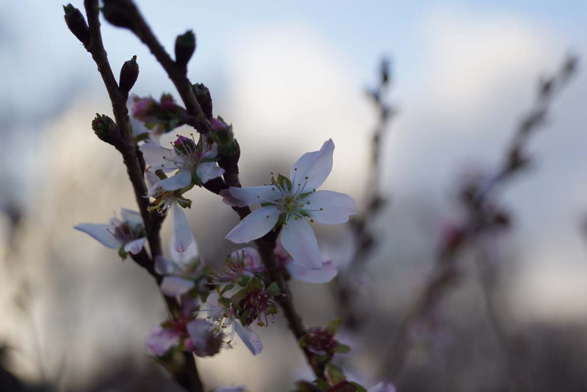 Prunus incisa 'February Pink' op stam bloem