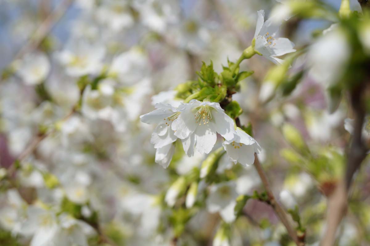 Prunus incisa 'Fujiyama' meerstammig / struik