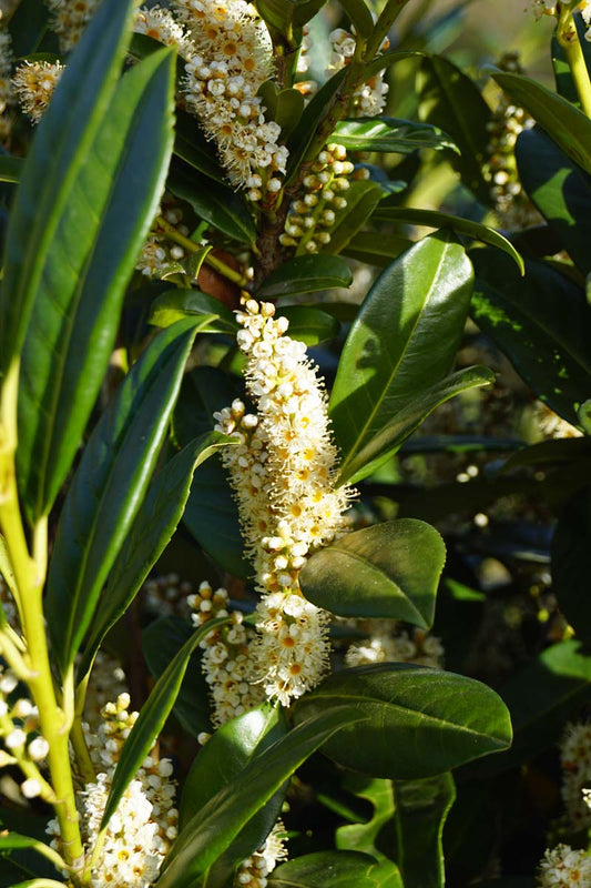 Prunus laurocerasus op stam