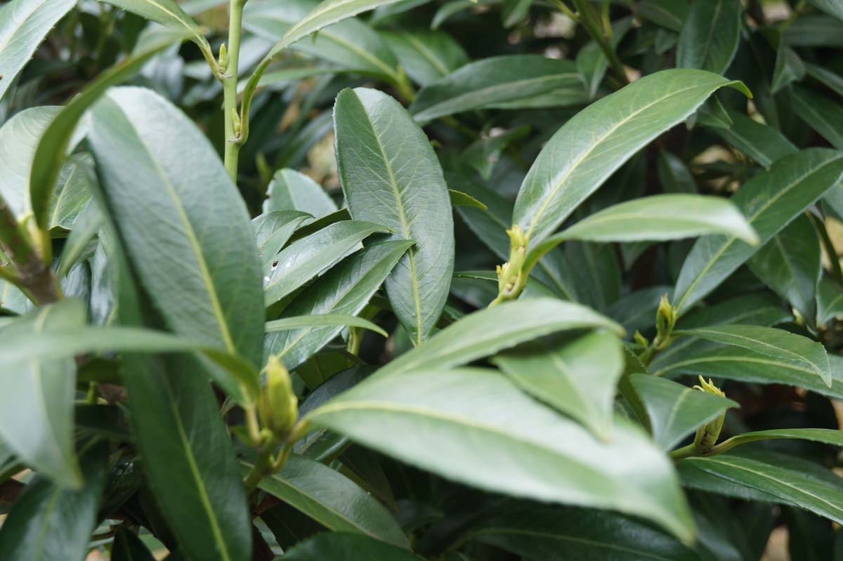 Prunus laurocerasus 'Caucasica' op stam
