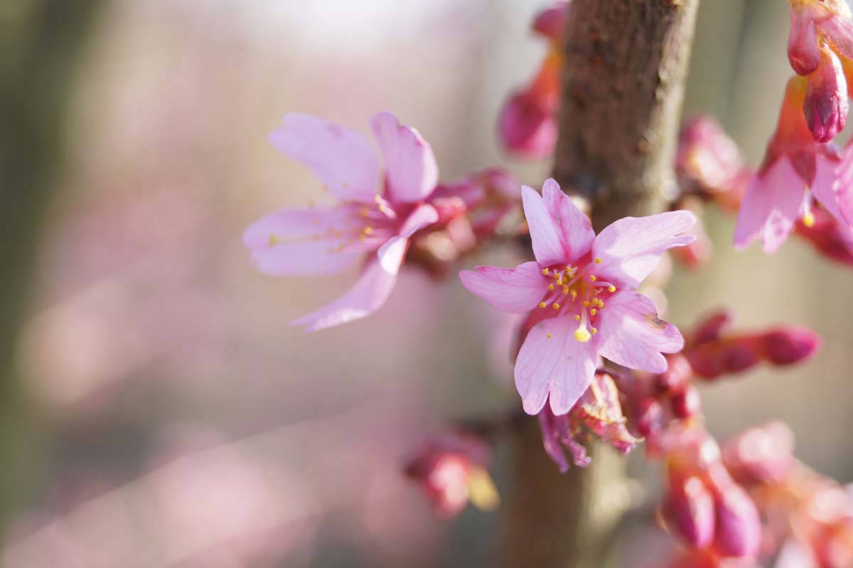 Prunus 'Okame' meerstammig / struik bloem
