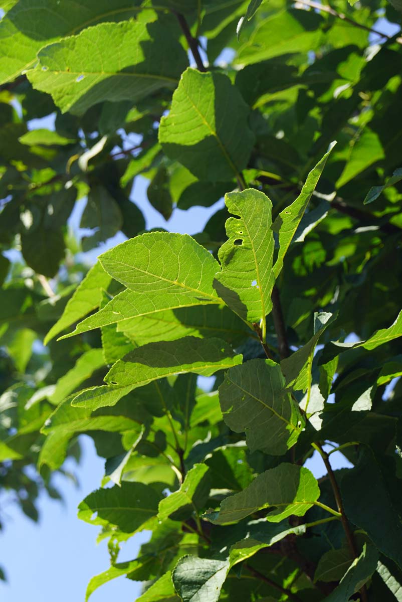 Prunus padus Tuinplanten blad