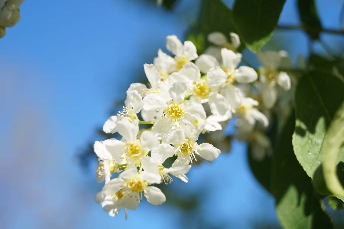 Prunus padus 'Watereri' Tuinplanten bloem