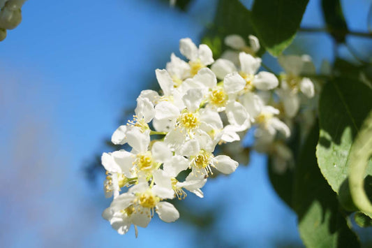 Prunus padus 'Watereri' Tuinplanten bloem
