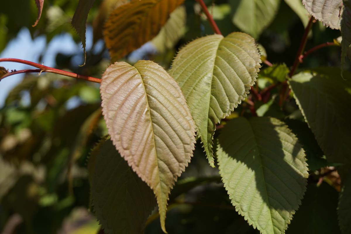 Prunus sargentii 'Charles Sargent' op stam