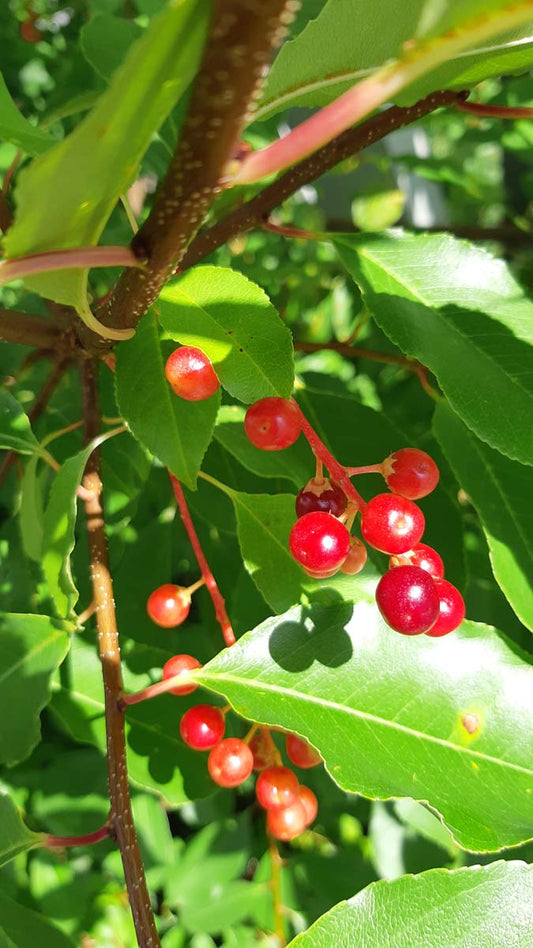 Prunus serotina op stam vrucht