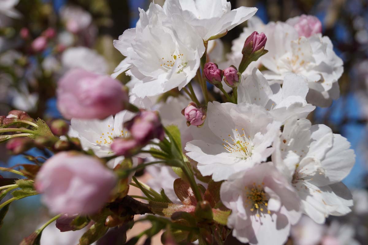 Prunus serrulata 'Amanogawa' op stam bloem