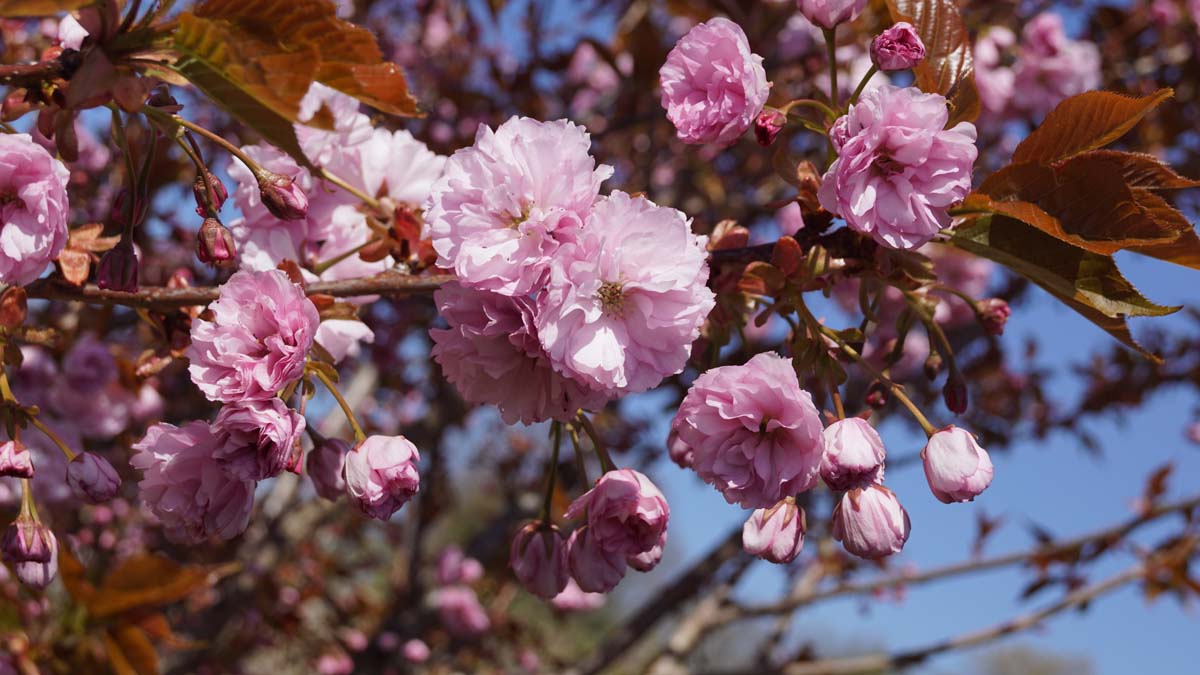 Prunus serrulata 'Kanzan' haagplant bloem