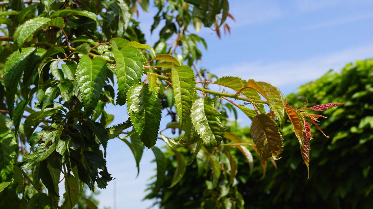 Prunus 'Kiku-shidare-zakura' op stam blad