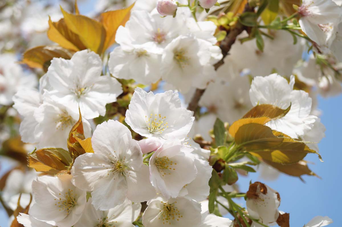 Prunus serrulata 'Taihaku' haagplant bloem