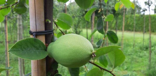 Pseudocydonia sinensis Tuinplanten vrucht