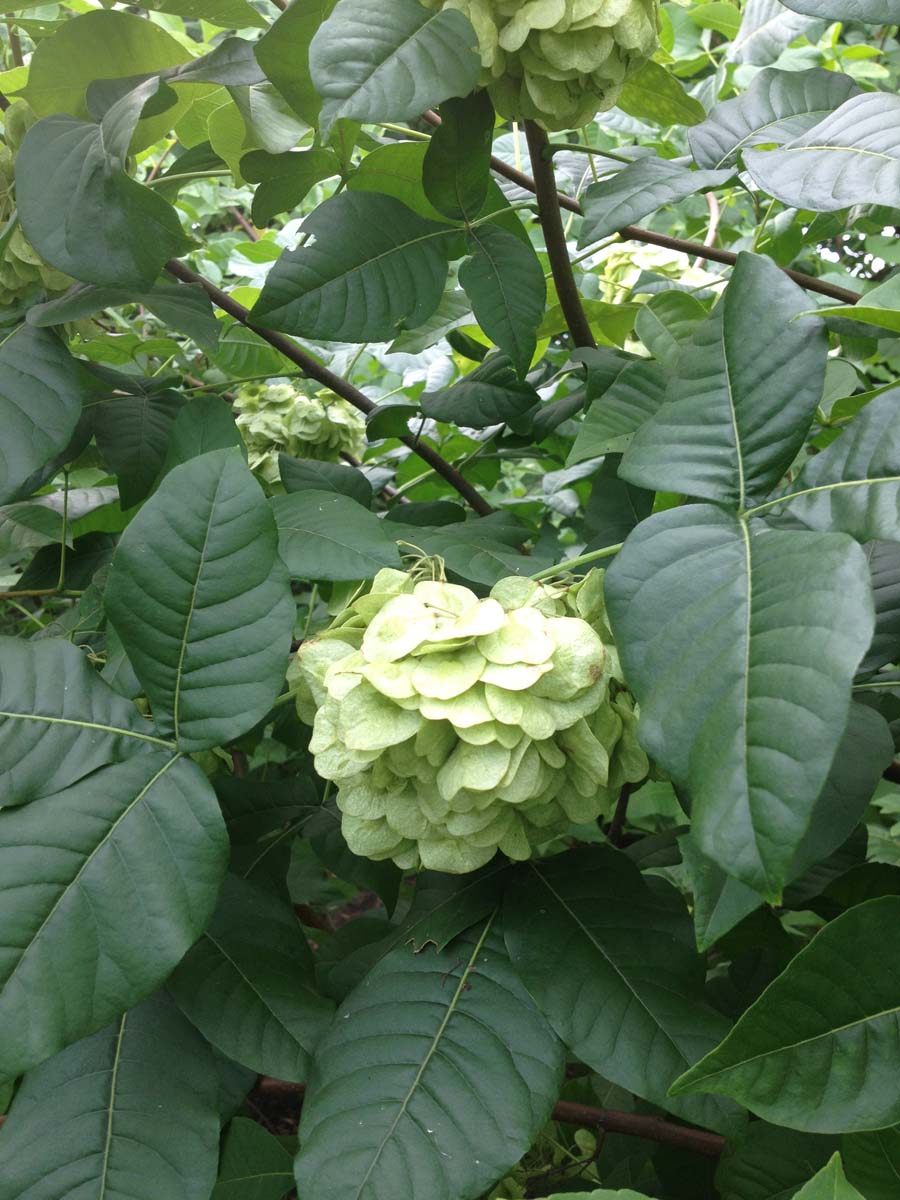 Ptelea trifoliata op stam bloem
