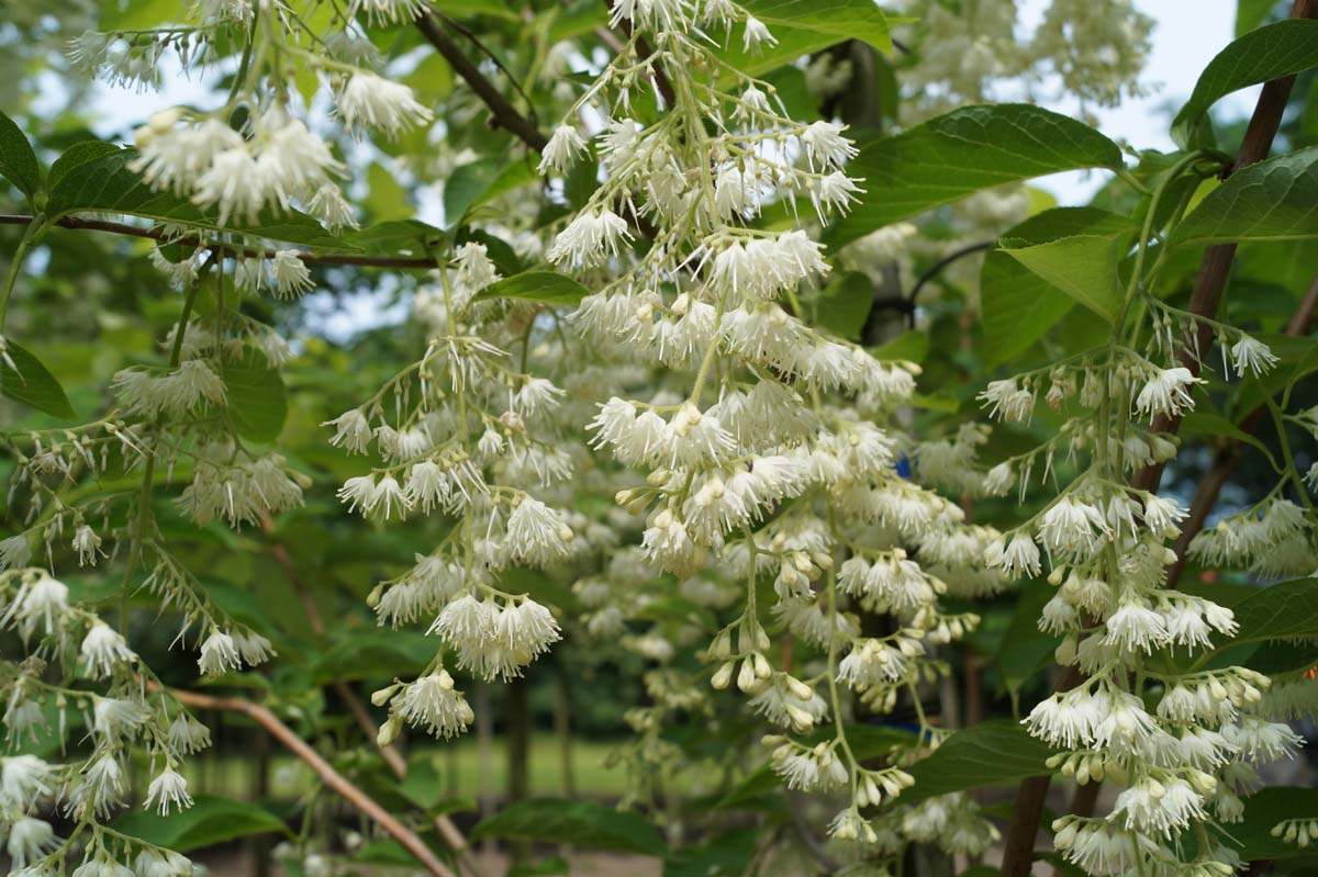 Pterostyrax hispida meerstammig / struik