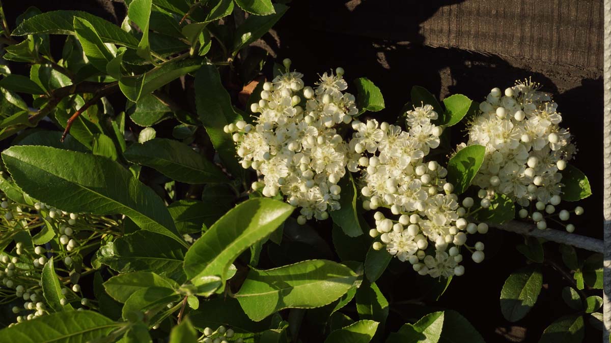 Pyracantha 'Soleil d'Or' meerstammig / struik