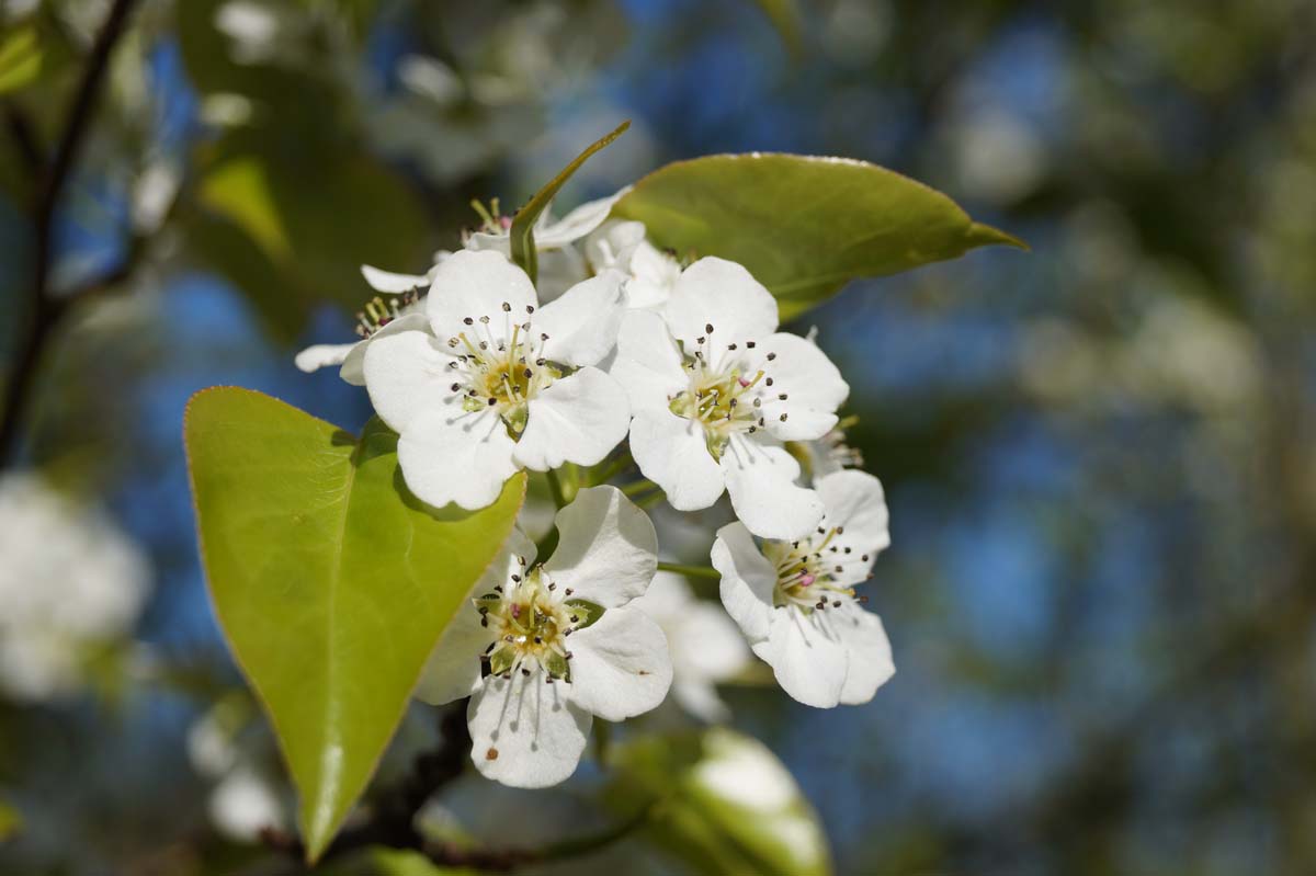 Pyrus calleryana 'Capital' Tuinplanten