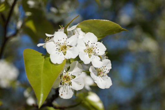Pyrus calleryana 'Capital' Tuinplanten