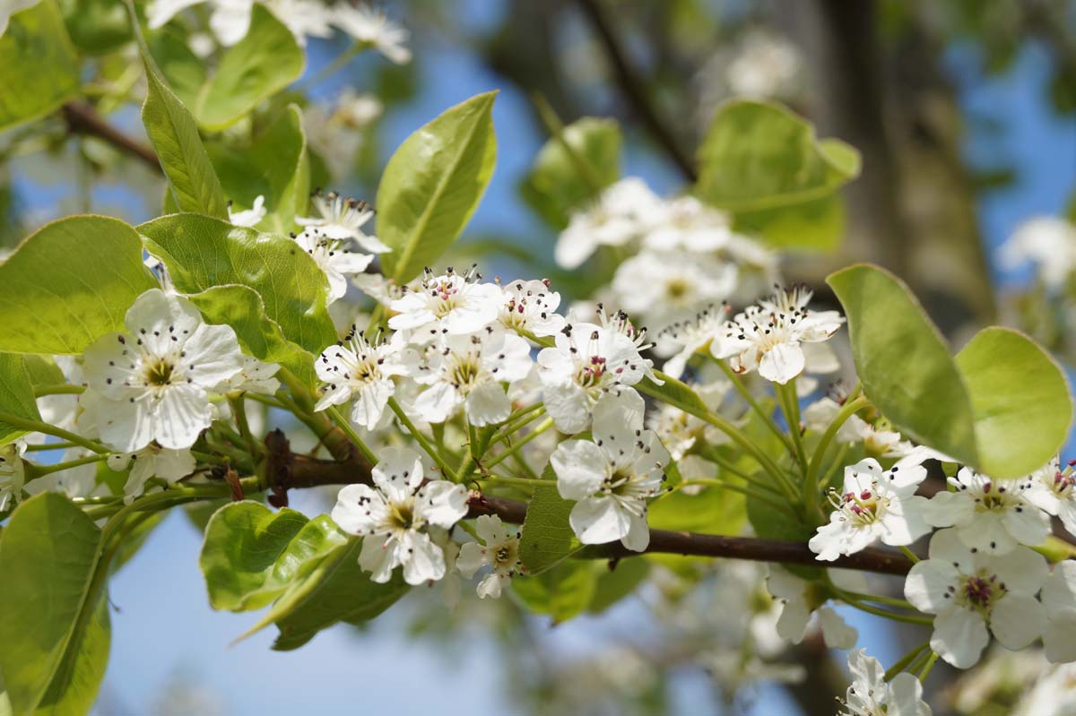 Pyrus calleryana 'Chanticleer' op stam bloem
