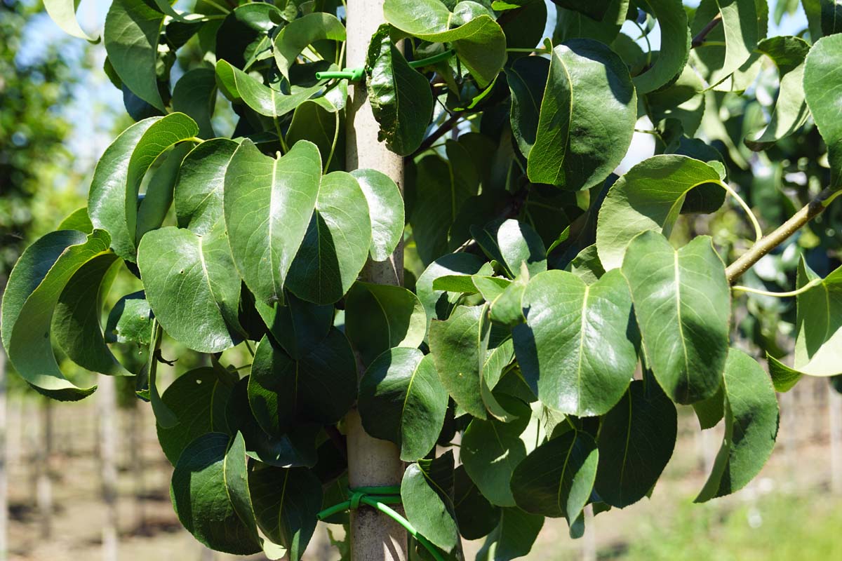 Pyrus communis 'Beech Hill' leiboom