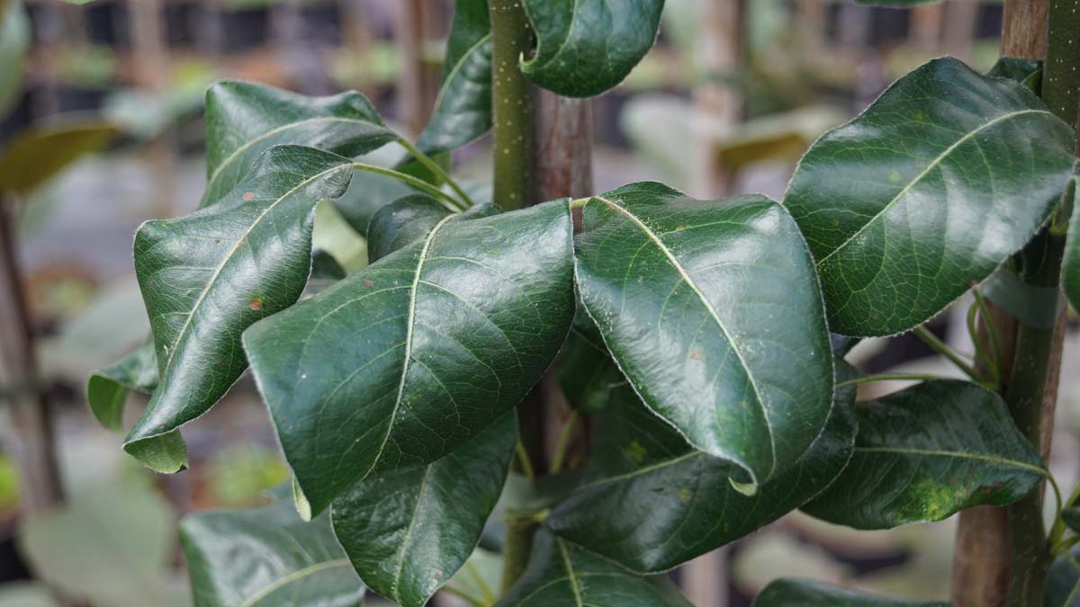 Pyrus communis caucasica op stam blad