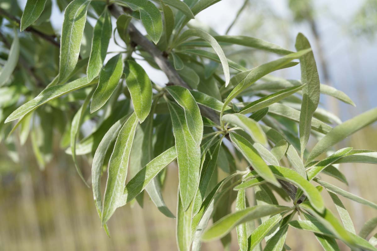 Pyrus salicifolia 'Pendula' solitair blad