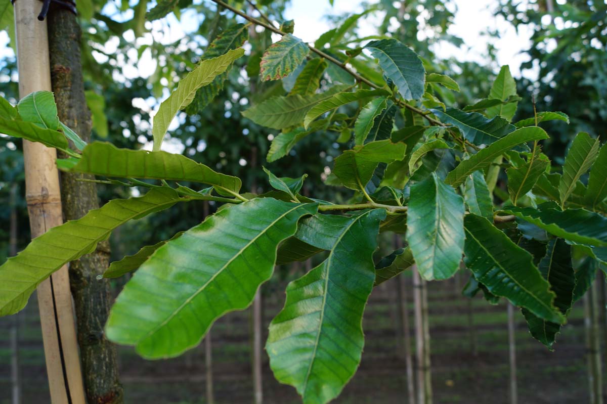 Quercus acutissima Tuinplanten