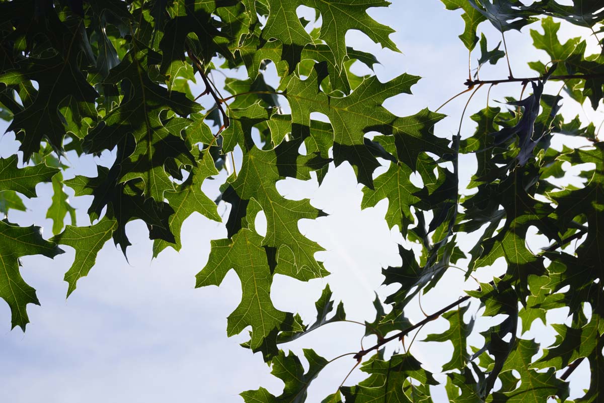 Quercus coccinea meerstammig / struik twijg