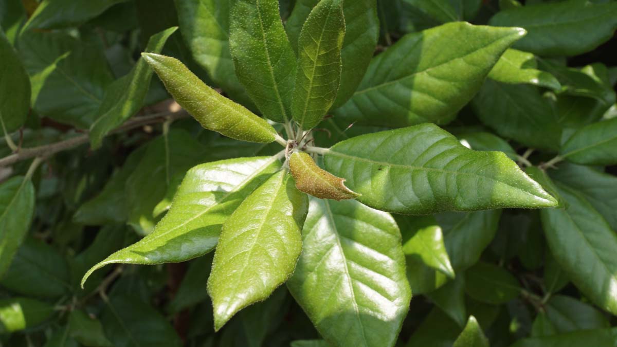 Quercus ilex solitair blad