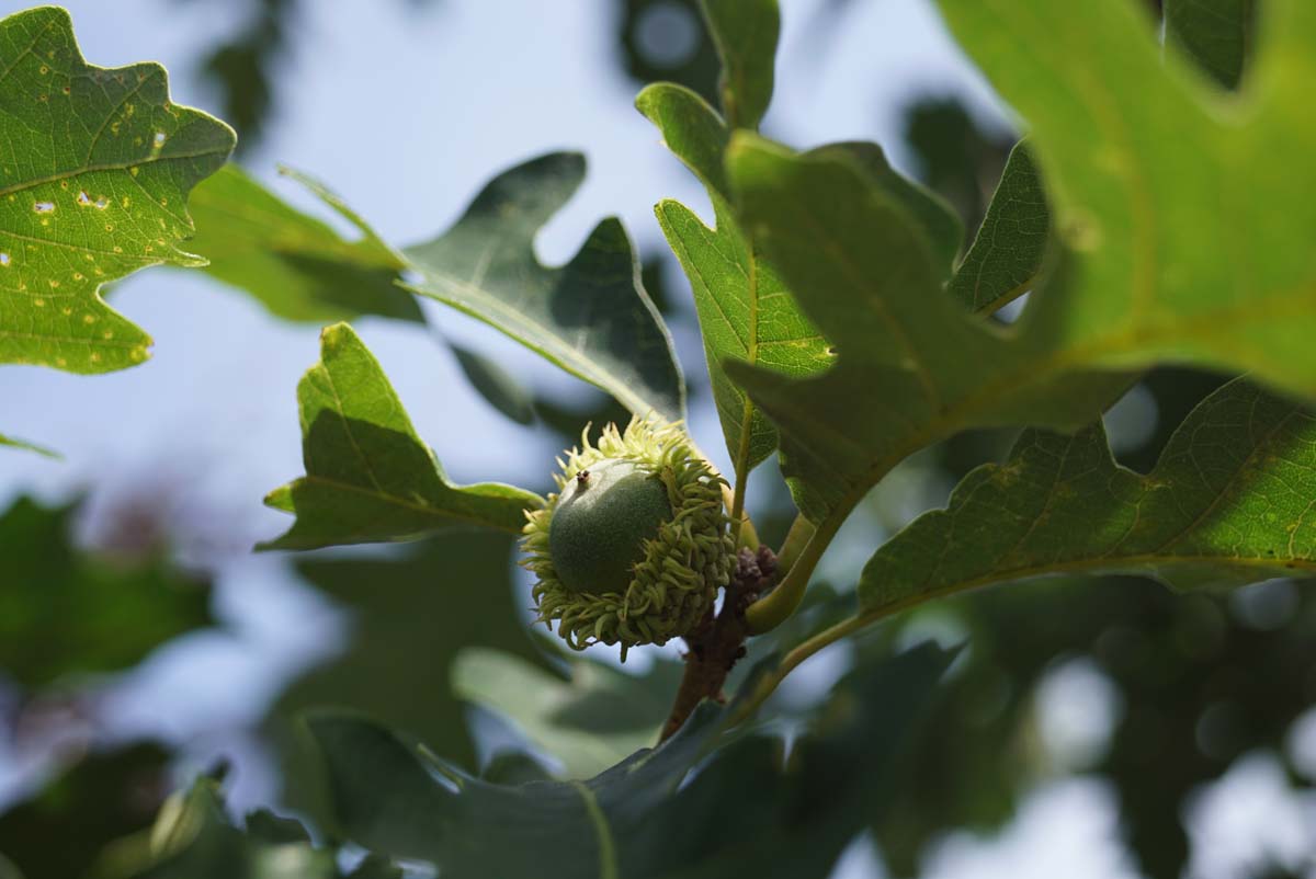 Quercus macrocarpa Tuinplanten