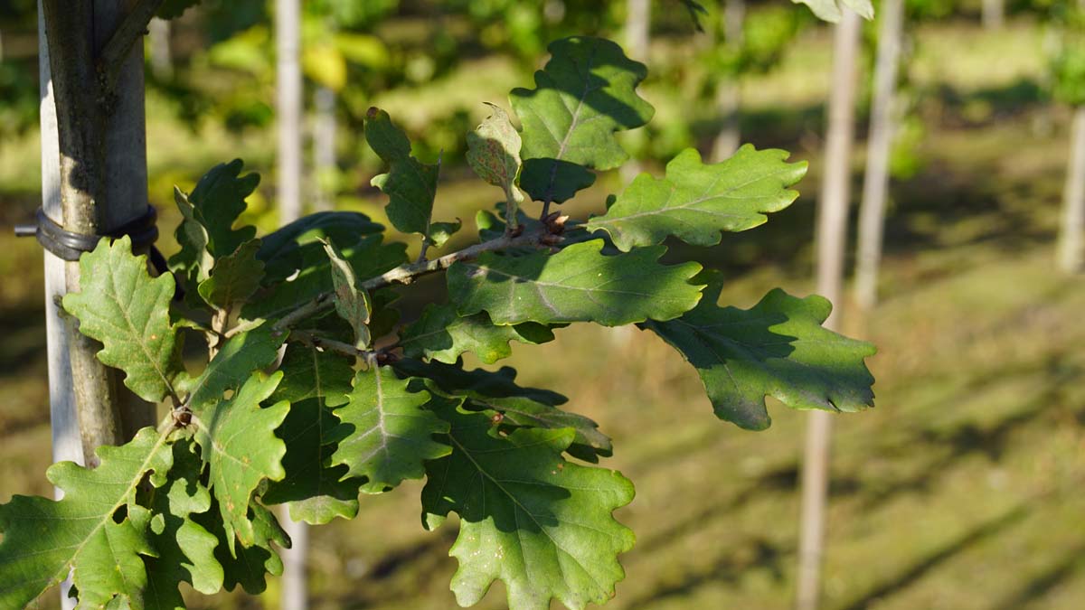 Quercus pubescens Tuinplanten blad