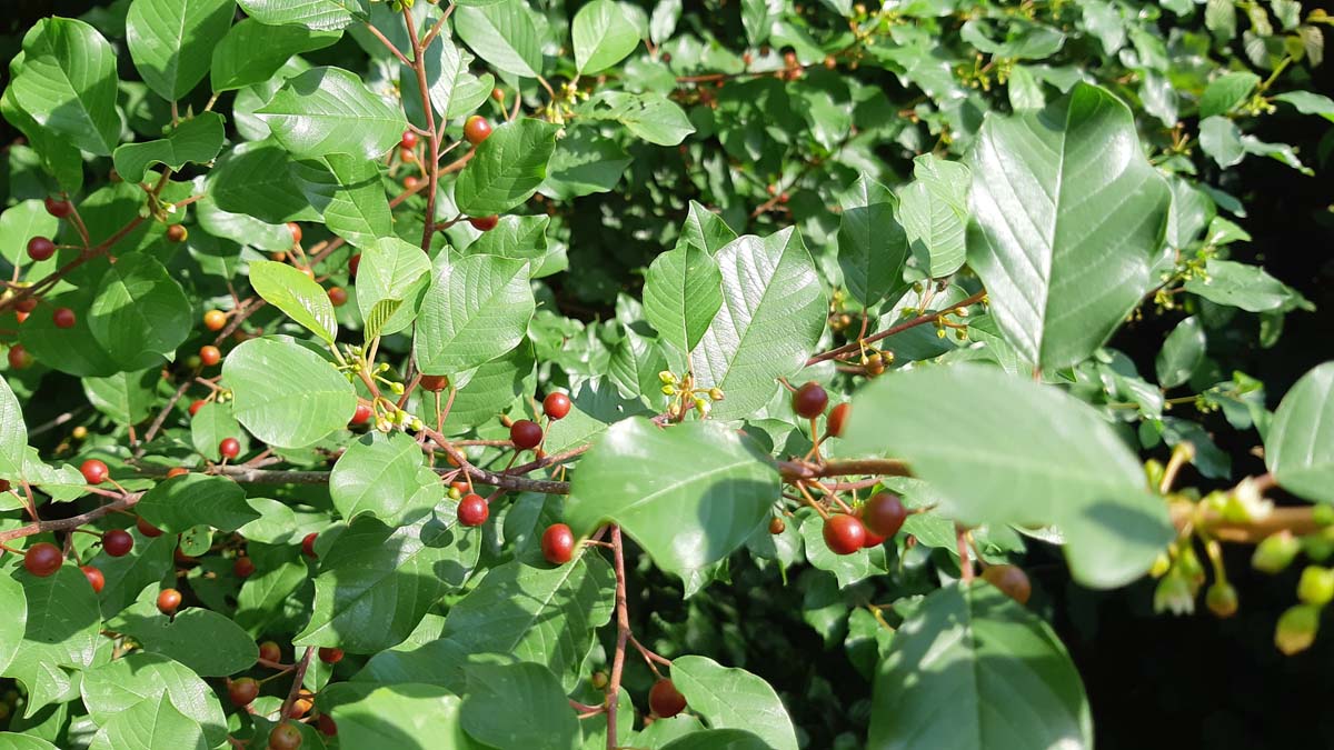 Frangula alnus solitair