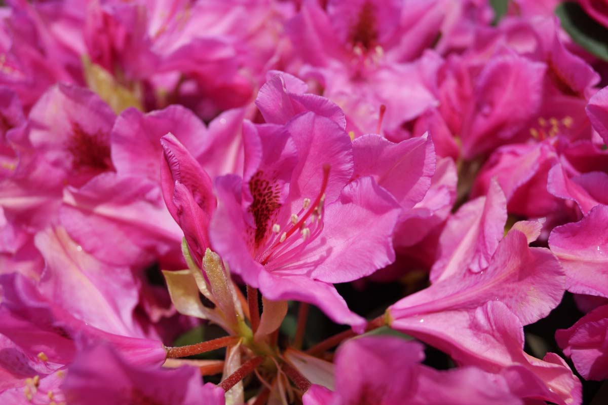 Rhododendron 'Salvini' meerstammig / struik bloem