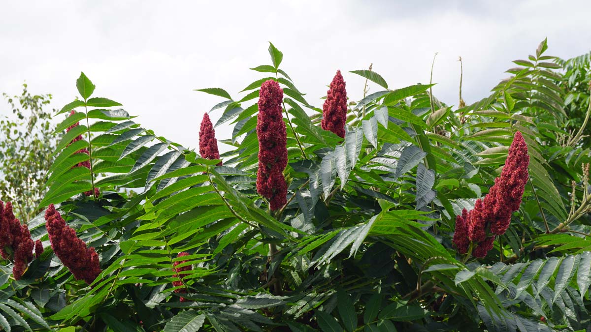 Rhus typhina meerstammig / struik bloem