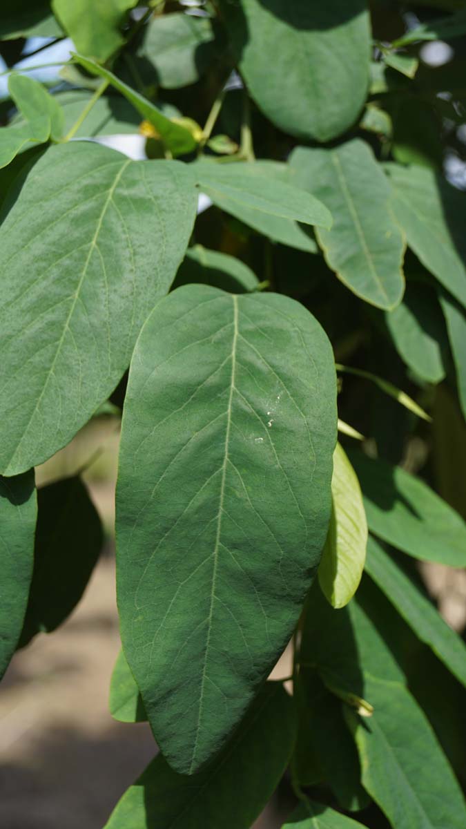 Robinia pseudoacacia 'Unifoliola' op stam blad