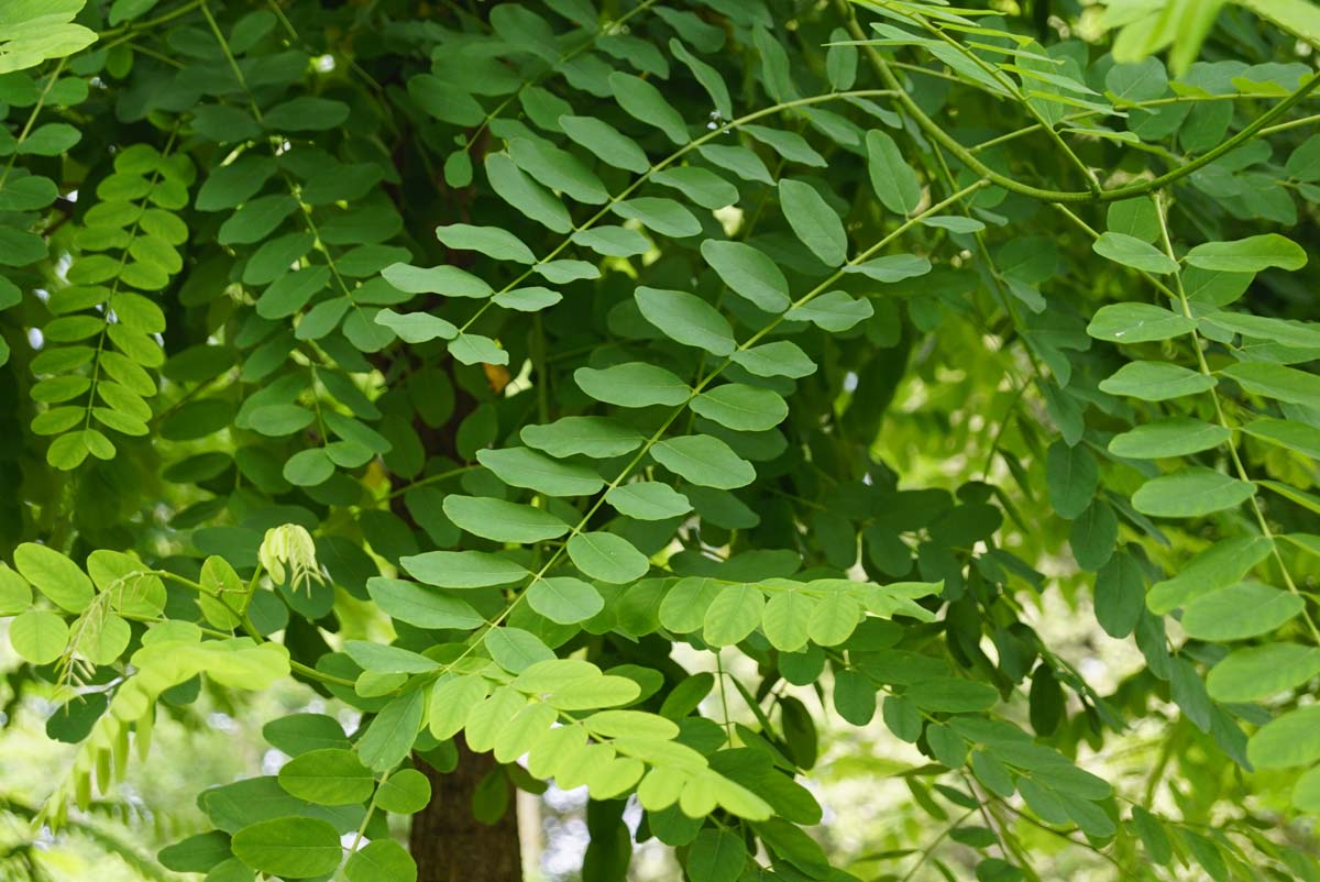 Robinia pseudoacacia 'Appalachia' op stam