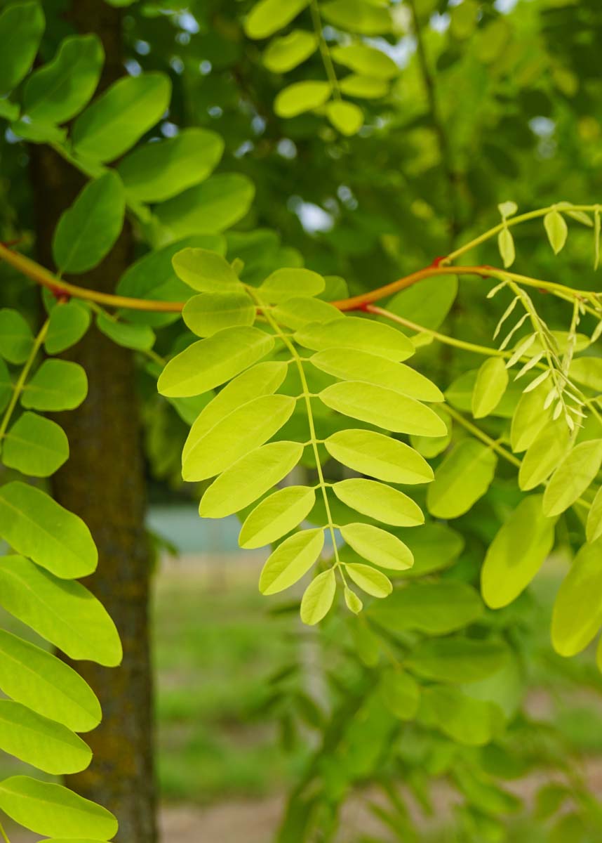 Robinia pseudoacacia 'Frisia' op stam