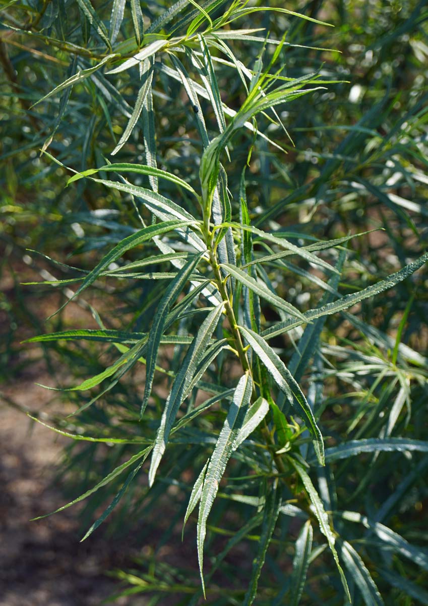 Salix fragilis op stam blad