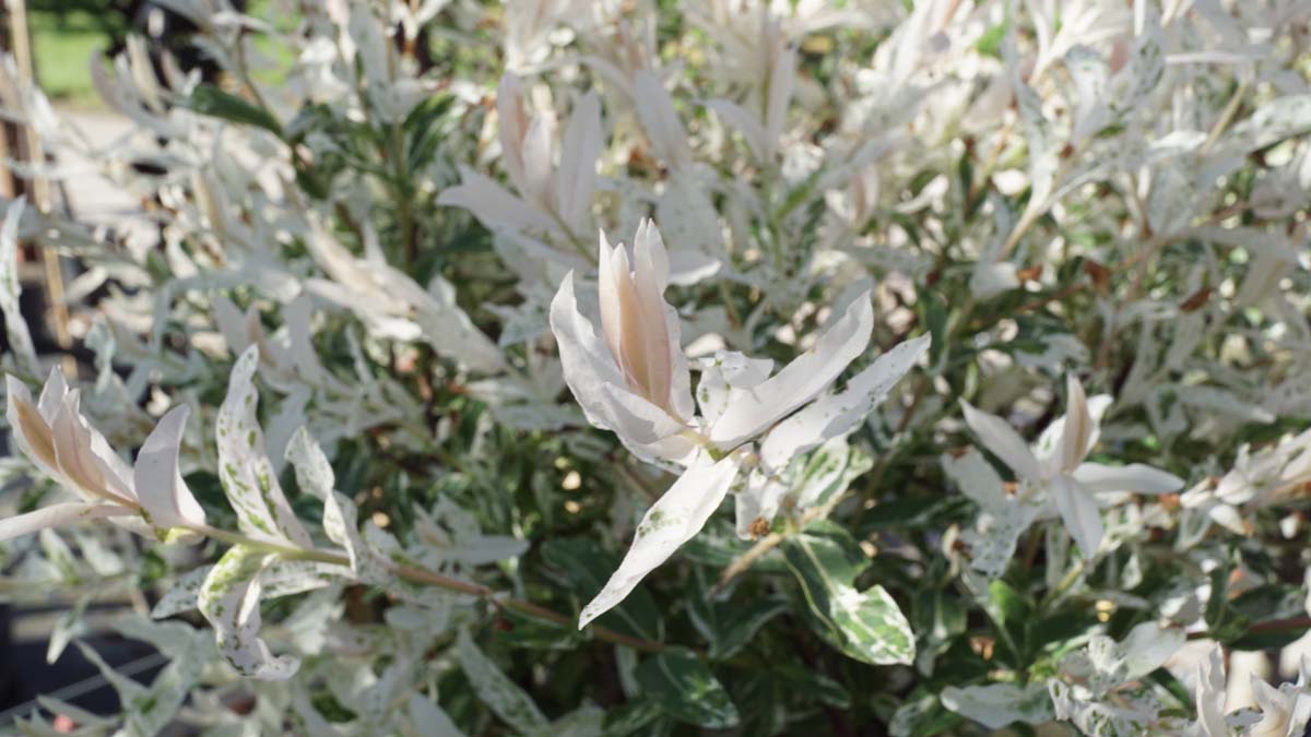 Salix integra 'Hakuro-nishiki' op stam