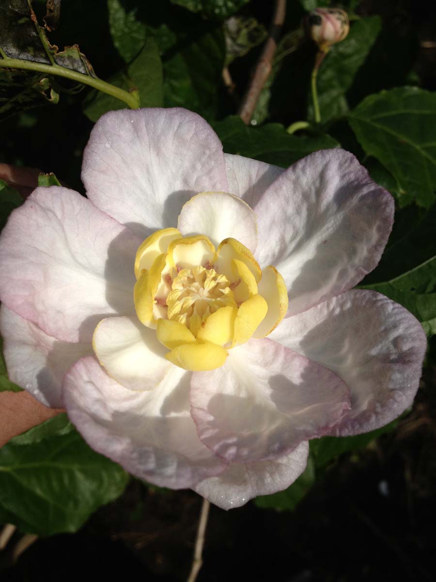 Calycanthus chinensis meerstammig / struik bloem
