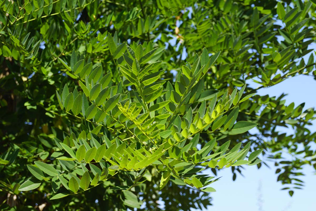 Styphnolobium japonicum 'Fleright' meerstammig / struik