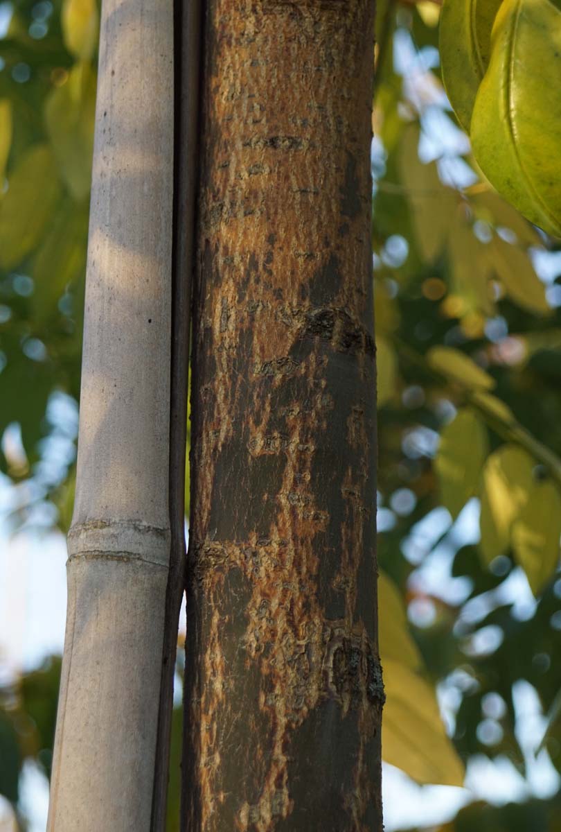 Styphnolobium japonicum 'Regent' op stam