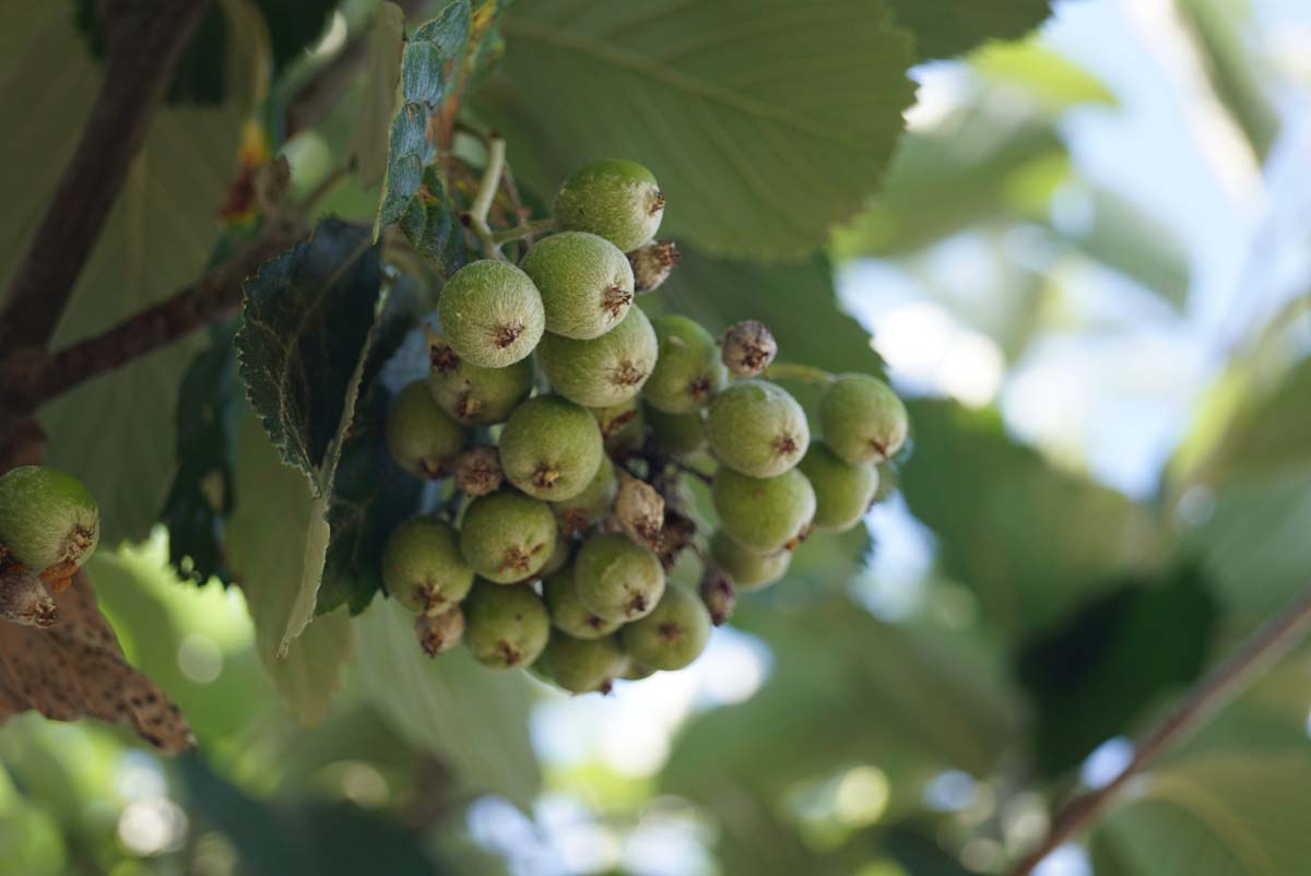 Sorbus aria 'Gigantea' Tuinplanten vrucht