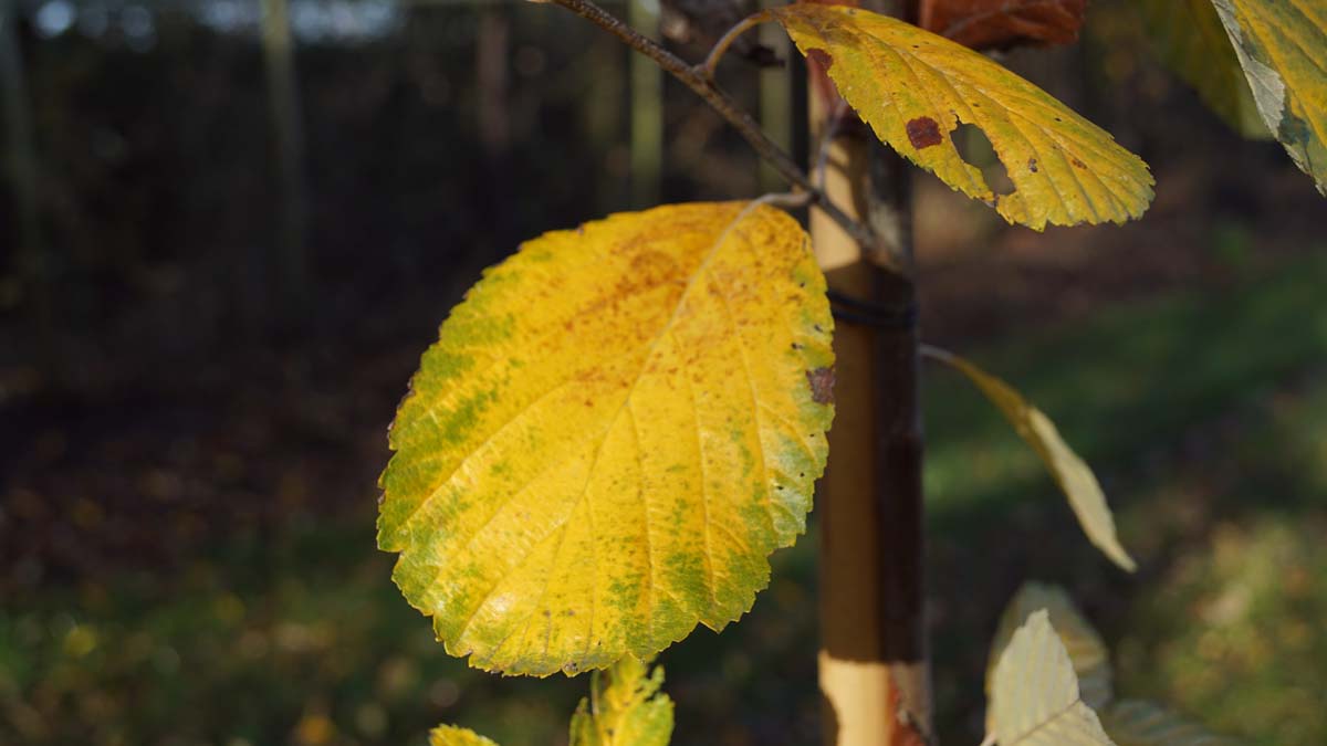 Sorbus aria 'Lutescens' Tuinplanten herfstkleur