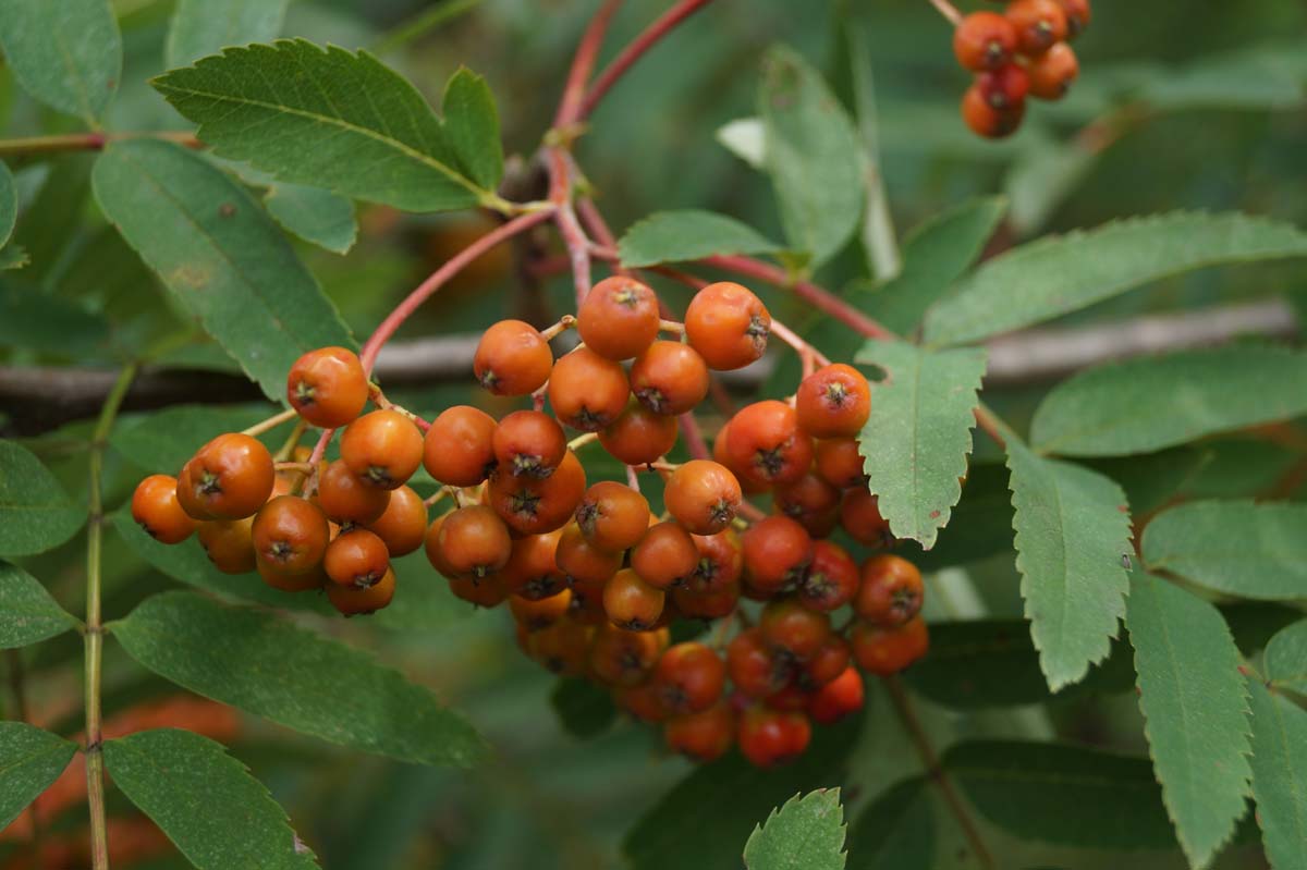 Sorbus aucuparia Tuinplanten vrucht