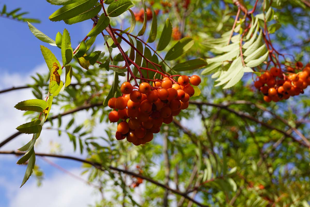 Sorbus aucuparia edulis Tuinplanten bes