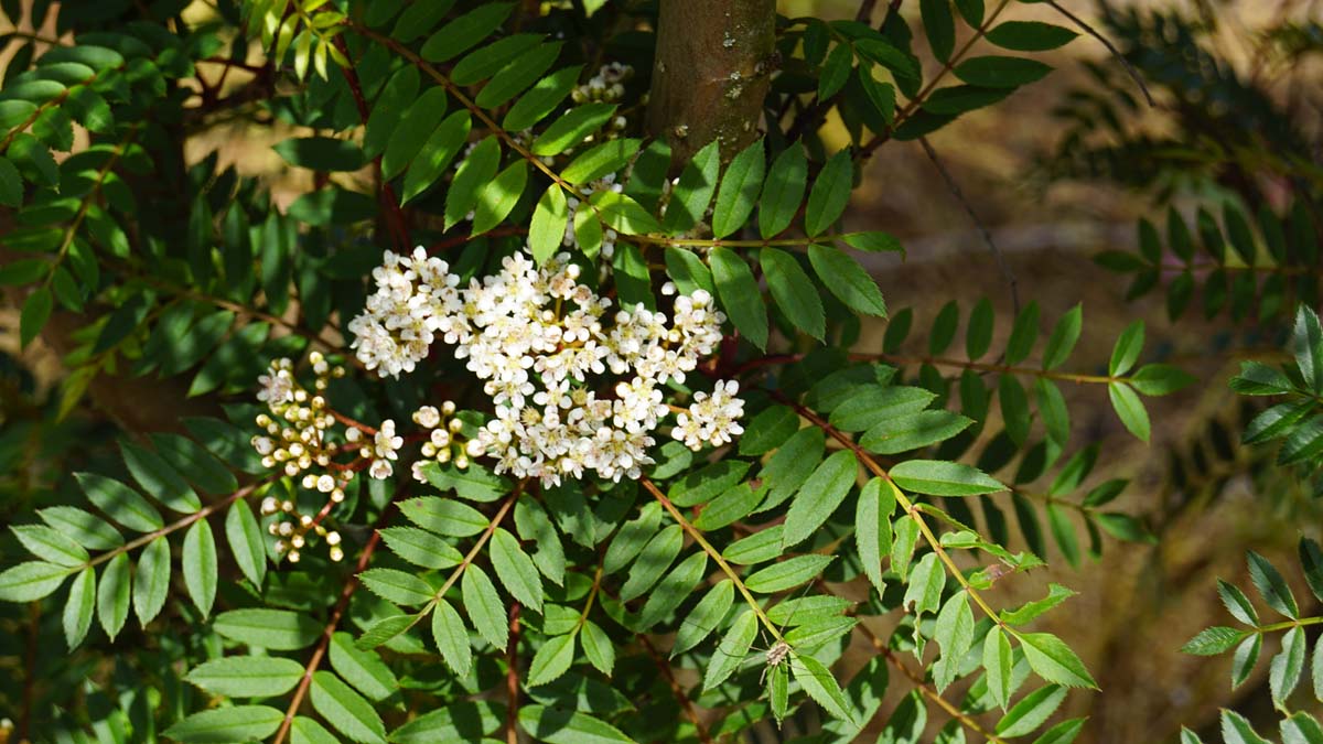 Sorbus decora op stam